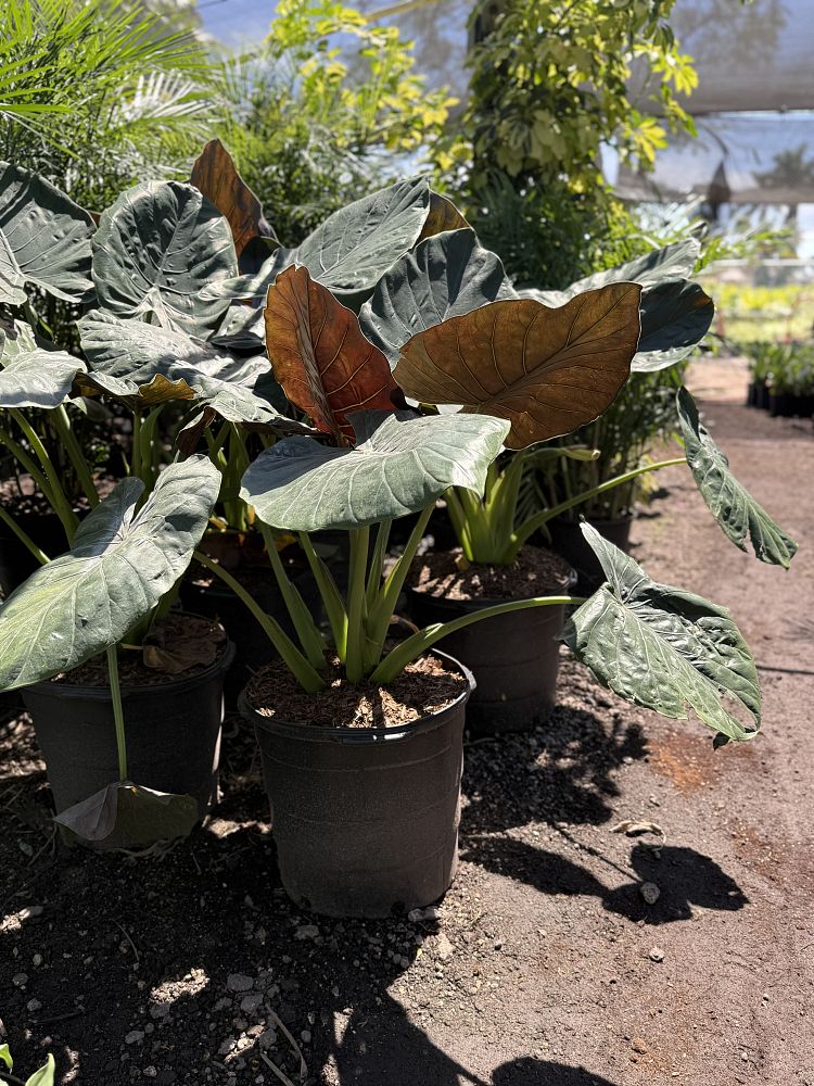 alocasia-wentii-elephant-ear-new-guinea-shield