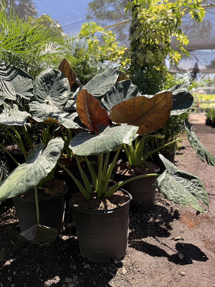 alocasia-wentii-elephant-ear-new-guinea-shield