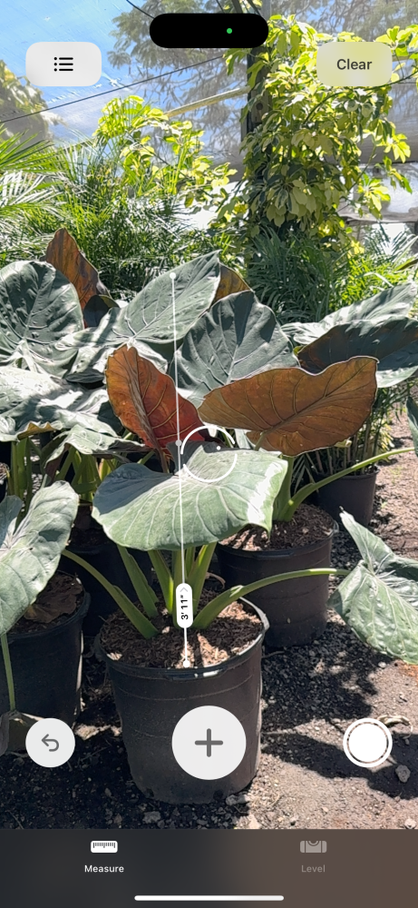 alocasia-wentii-elephant-ear-new-guinea-shield