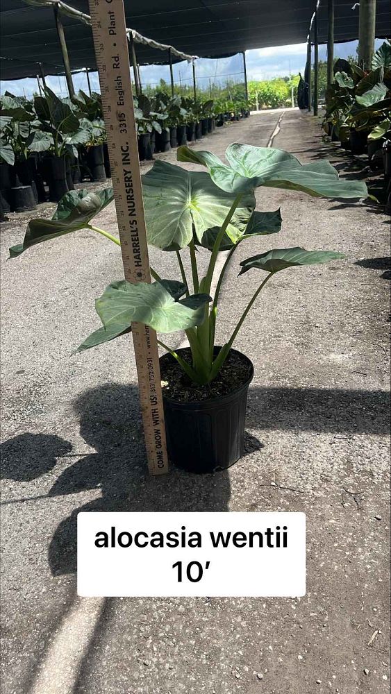 alocasia-wentii-elephant-ear-new-guinea-shield