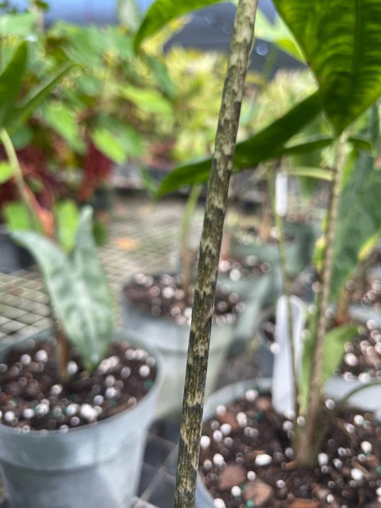 alocasia-zebrina-reticulata-elephant-ear