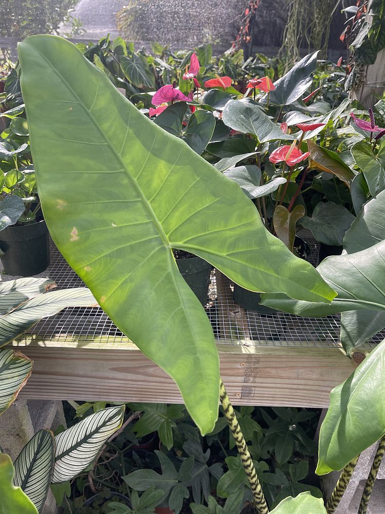 alocasia-zebrina-reticulata-elephant-ear