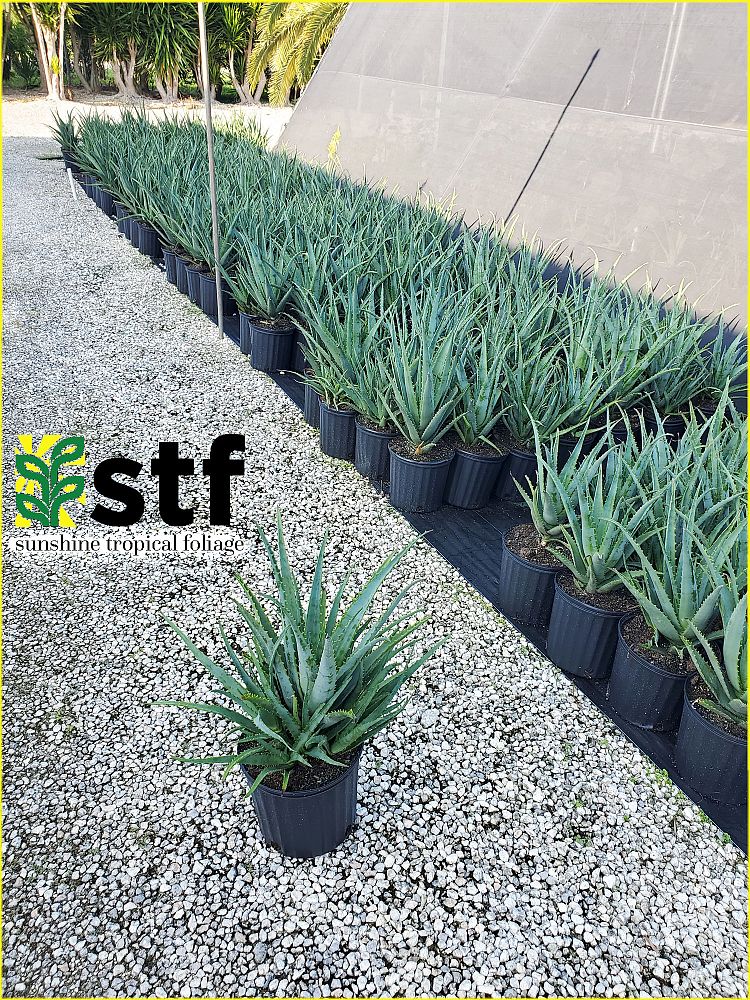 aloe-andora-safari-orange-aloe