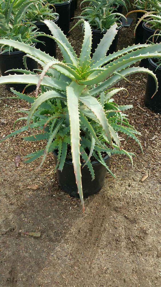 aloe-arborescens-candelabra-aloe