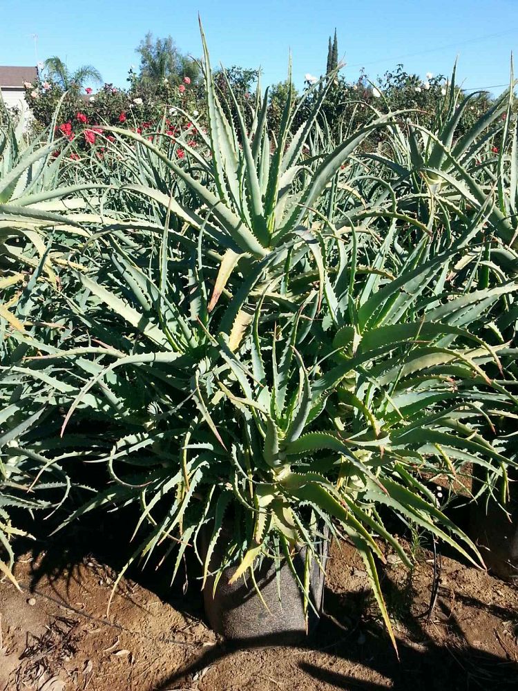 aloe-arborescens-candelabra-aloe