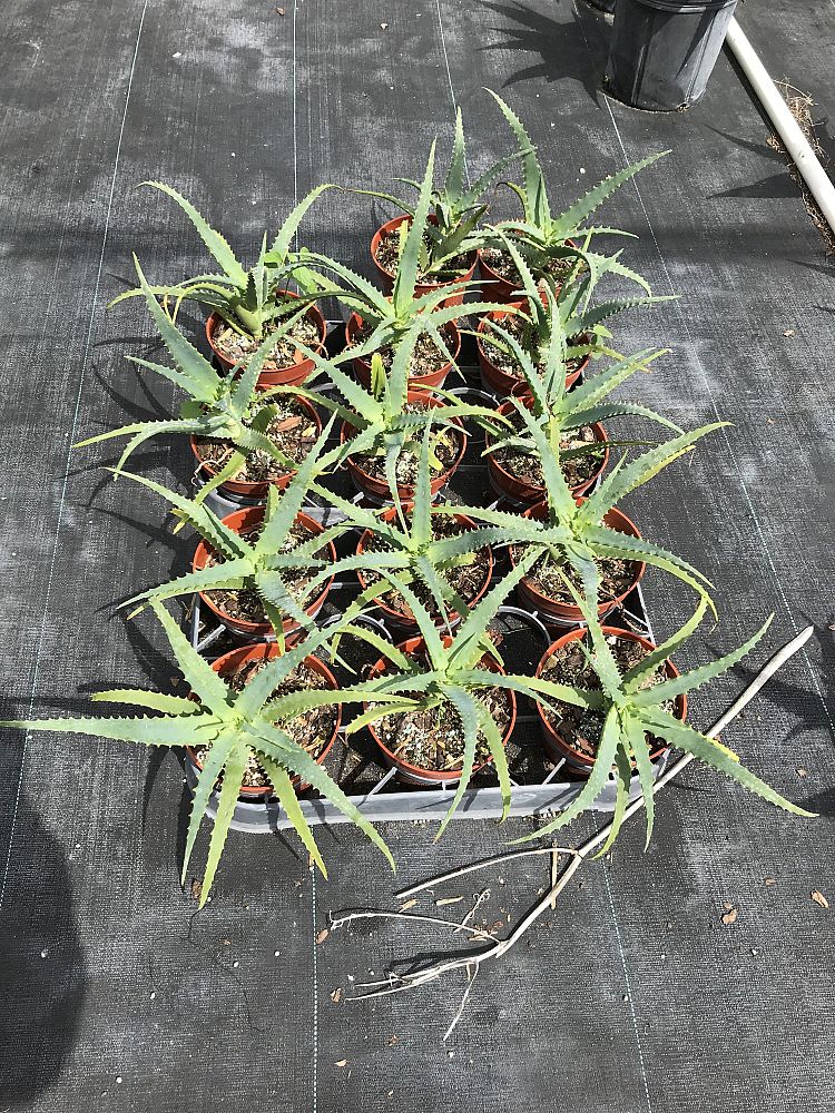 aloe-arborescens-candelabra-aloe