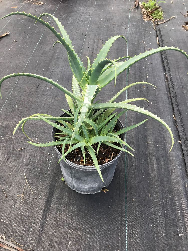 aloe-arborescens-candelabra-aloe