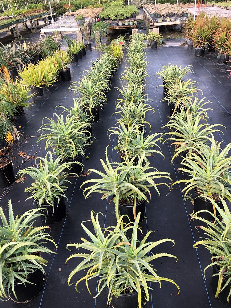 aloe-arborescens-candelabra-aloe