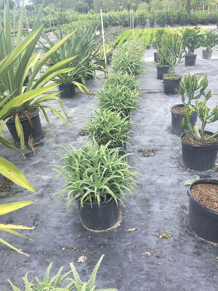 aloe-arborescens-candelabra-aloe