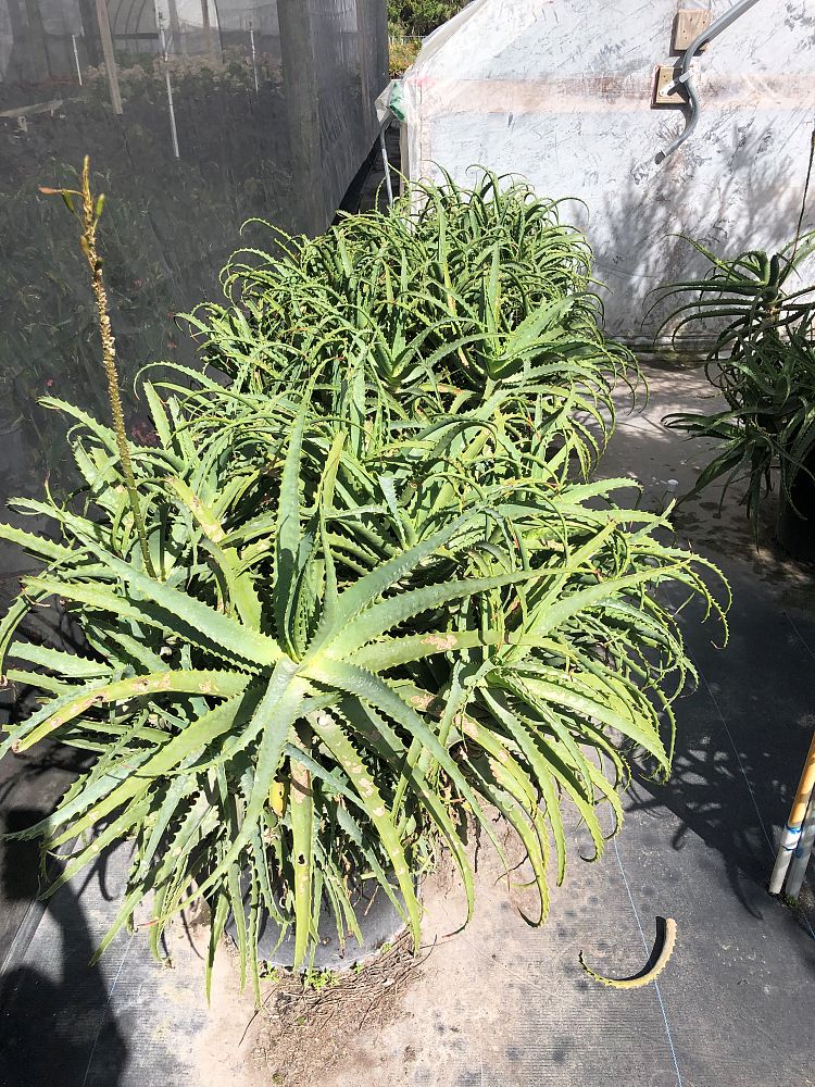 aloe-arborescens-candelabra-aloe