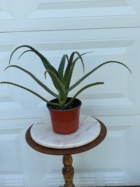 aloe-arborescens-candelabra-aloe