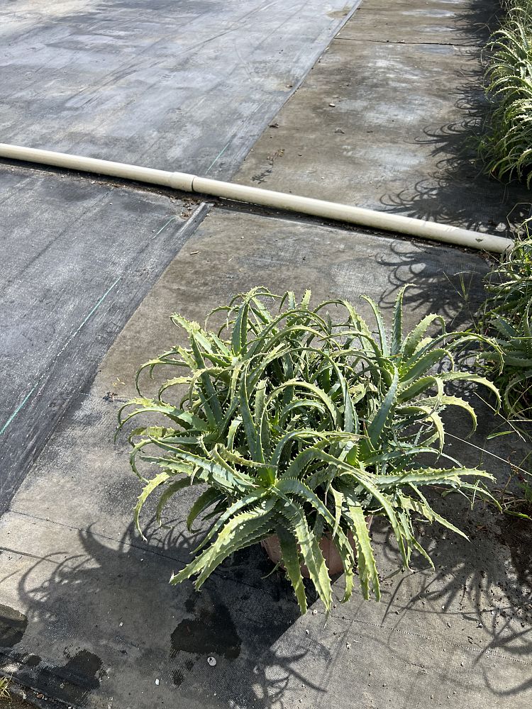 aloe-arborescens-candelabra-aloe