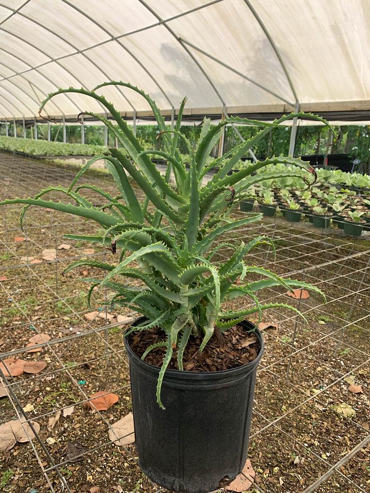 aloe-arborescens-fishhook-large-candelabra-aloe