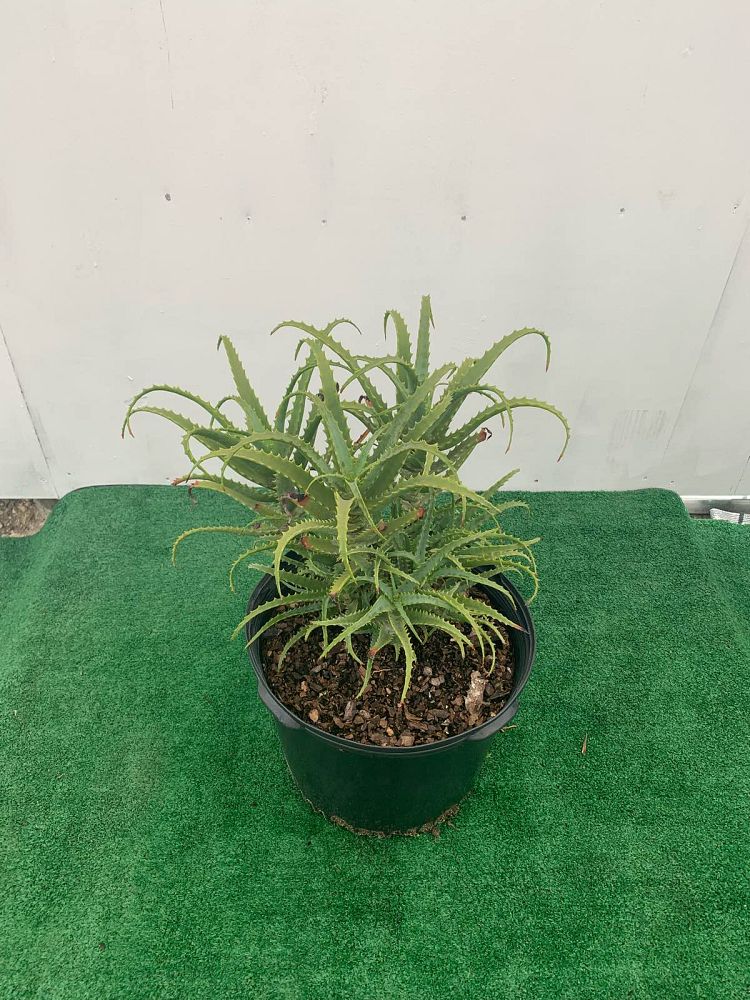 aloe-arborescens-fishhook-large-candelabra-aloe