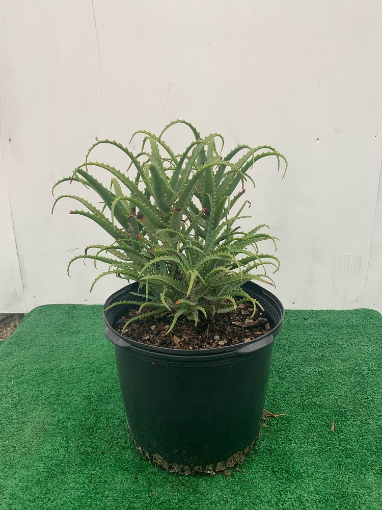aloe-arborescens-fishhook-large-candelabra-aloe