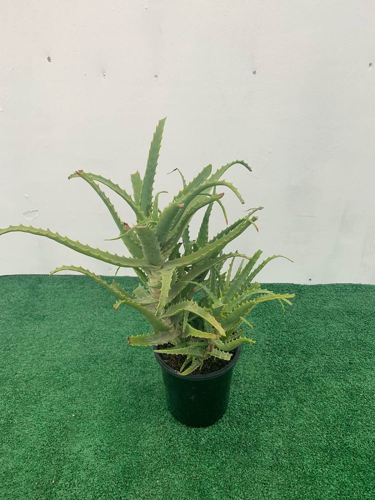 aloe-arborescens-fishhook-large-candelabra-aloe