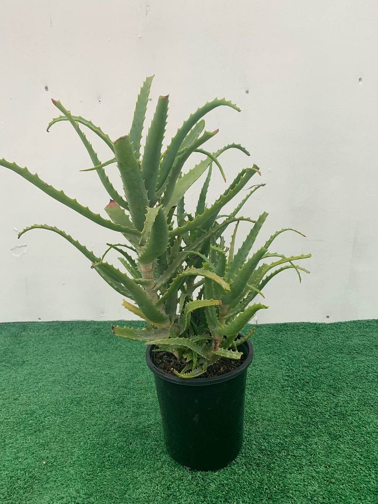 aloe-arborescens-fishhook-large-candelabra-aloe