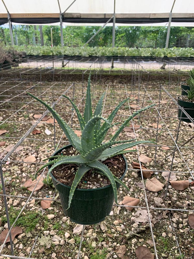 aloe-arborescens-fishhook-mini-candelabra-aloe