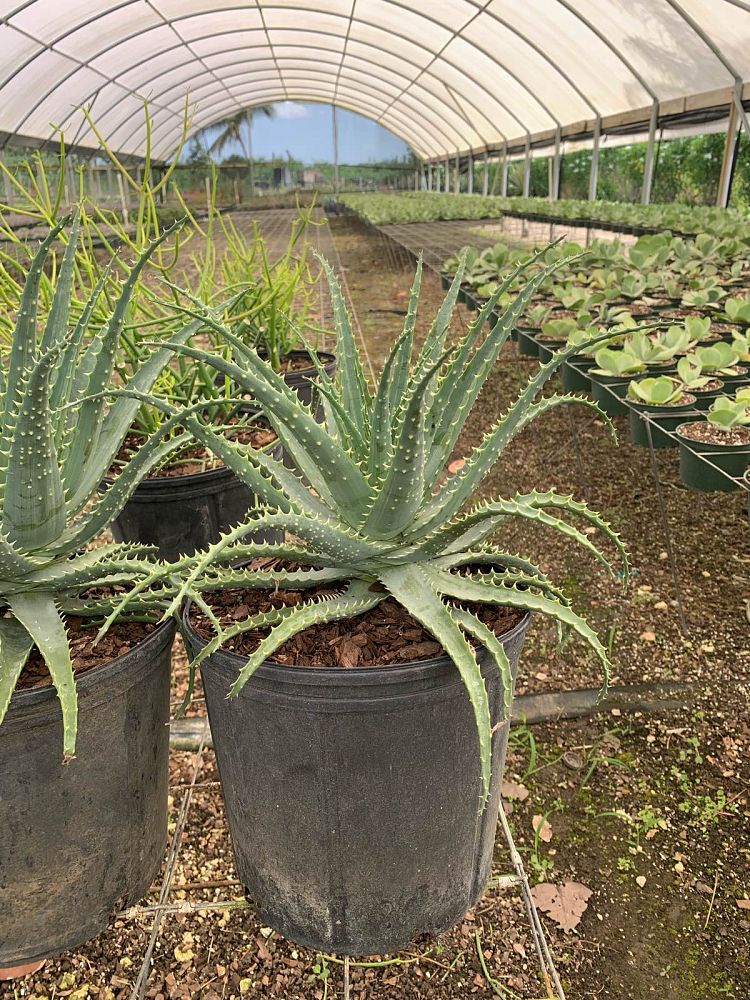 aloe-arborescens-fishhook-mini-candelabra-aloe