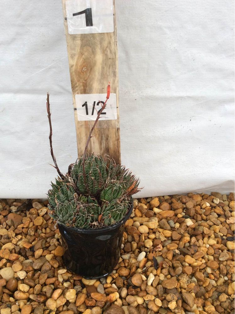 aloe-aristata-torch-plant-lace-aloe