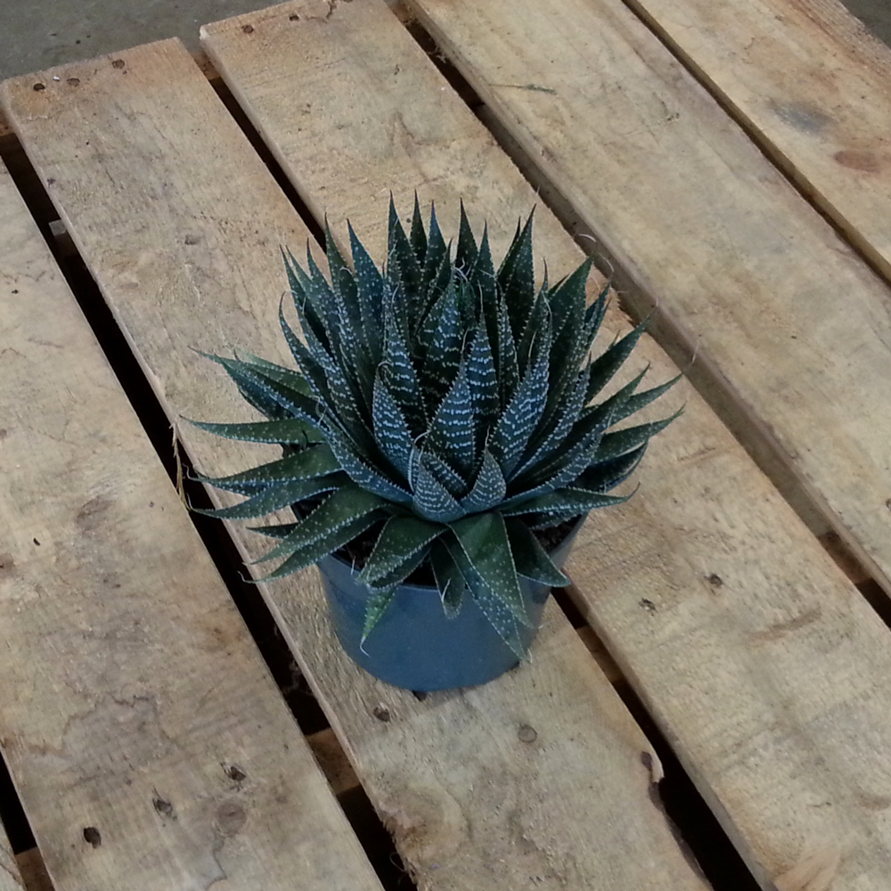 aloe-aristata-torch-plant-lace-aloe
