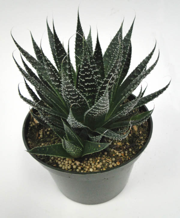 aloe-aristata-torch-plant-lace-aloe