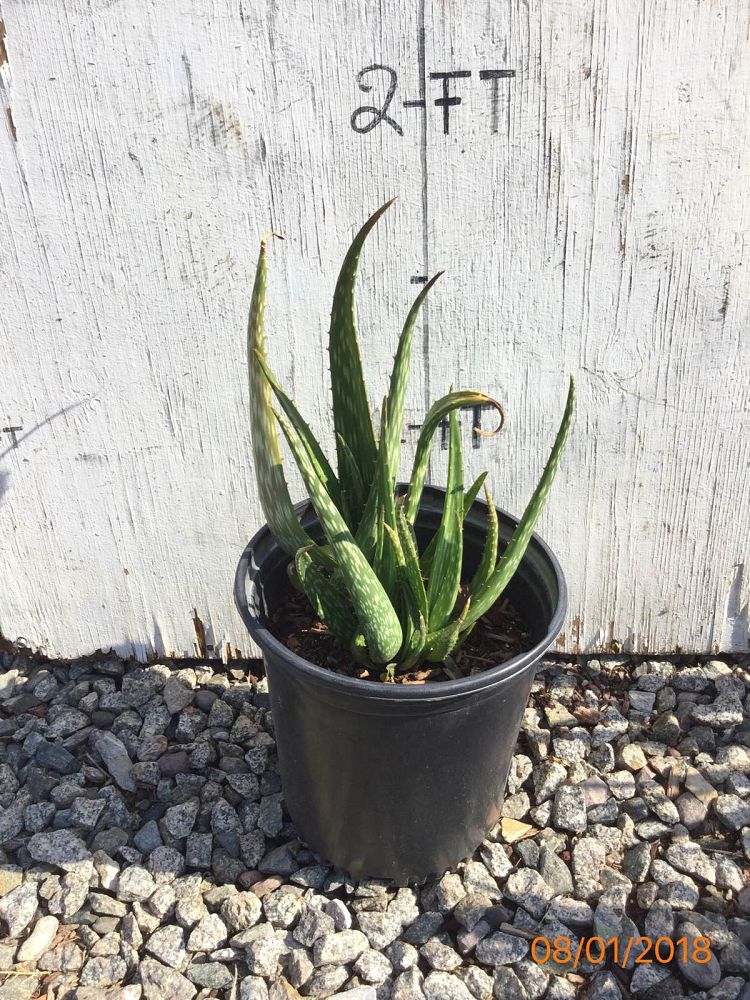 Arizona WholeSale Growers