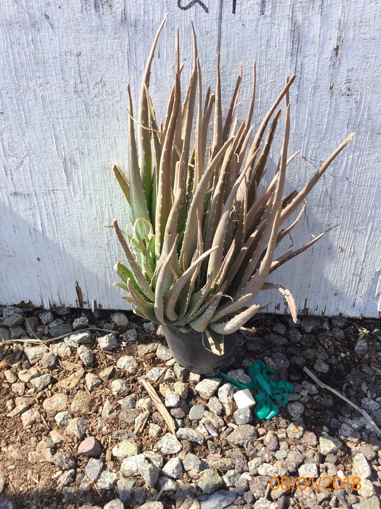 Arizona WholeSale Growers