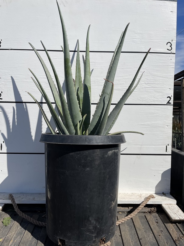 aloe-barbadensis