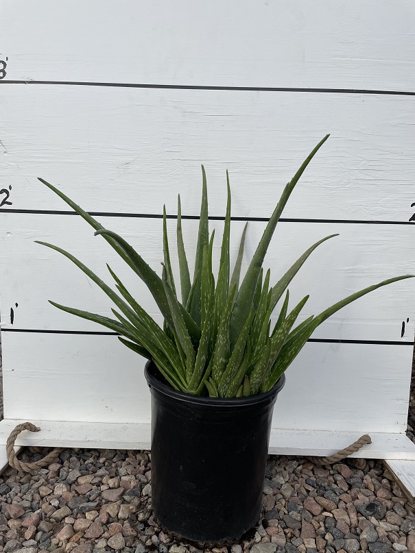 aloe-barbadensis