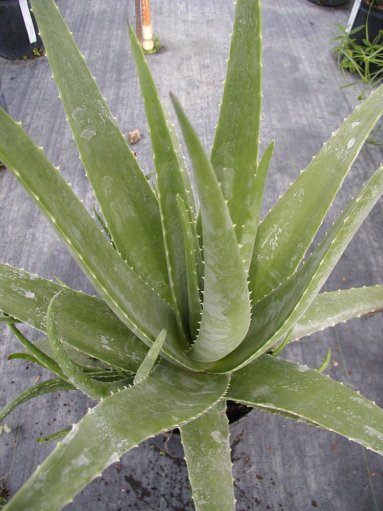 aloe-barbadensis