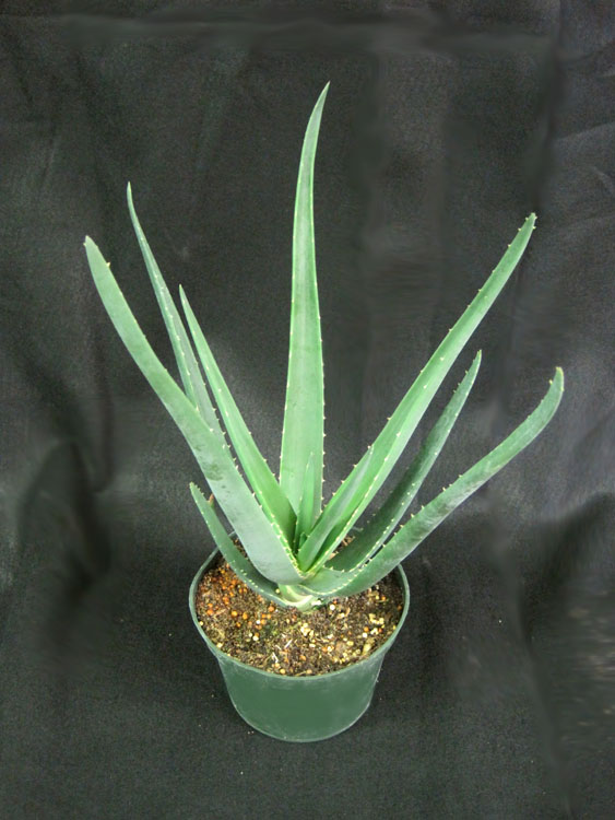 aloe-barberae-x-dichotoma-hercules