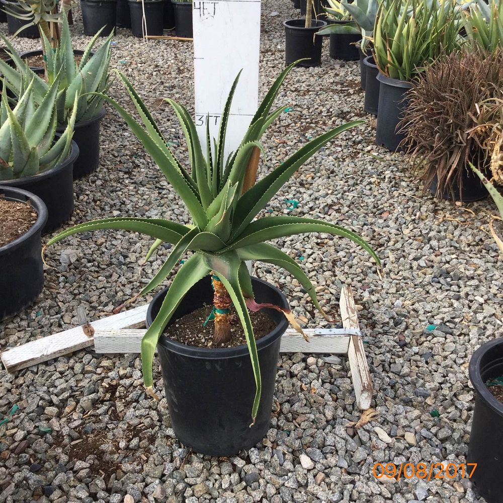 aloe-barberae-x-dichotoma-hercules