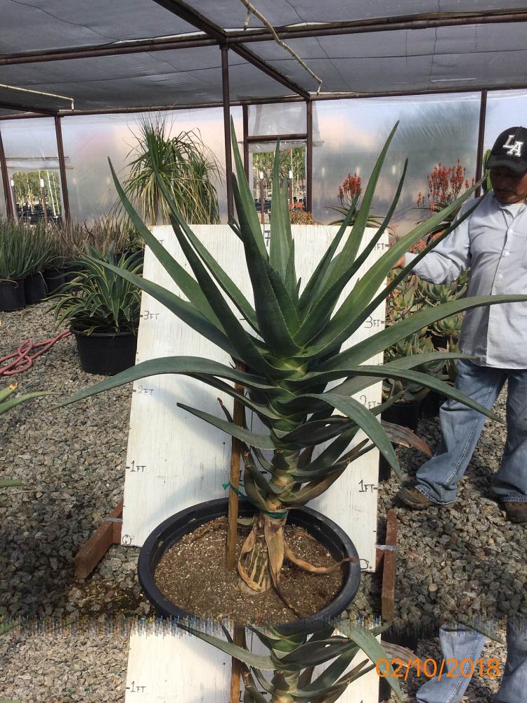 aloe-barberae-x-dichotoma-hercules