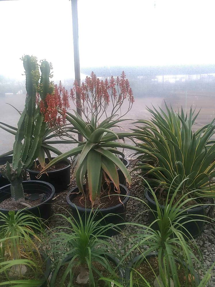 aloe-barberae-x-dichotoma-hercules