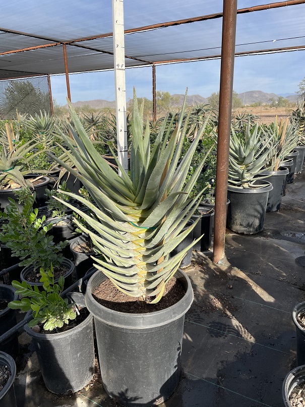 aloe-barberae-x-dichotoma-hercules