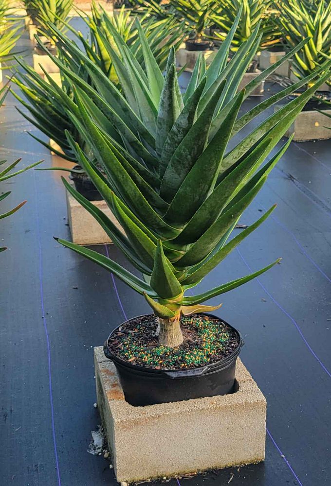 aloe-barberae-x-dichotoma-hercules