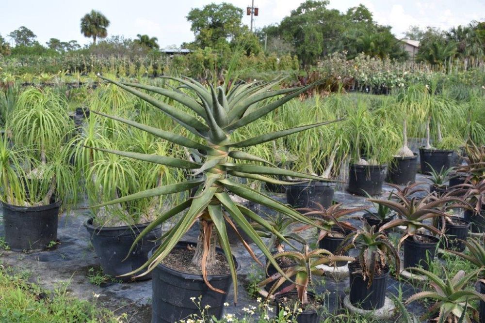 aloe-barberae-x-dichotoma-hercules