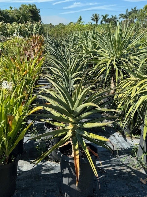 aloe-barberae-x-dichotoma-hercules