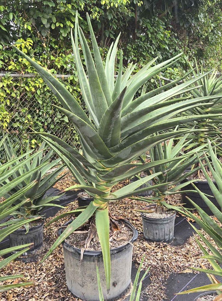 aloe-barberae-x-dichotoma-hercules