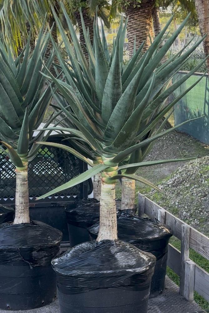 aloe-barberae-x-dichotoma-hercules