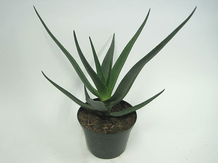 aloe-barberae-x-vaombe-goliath