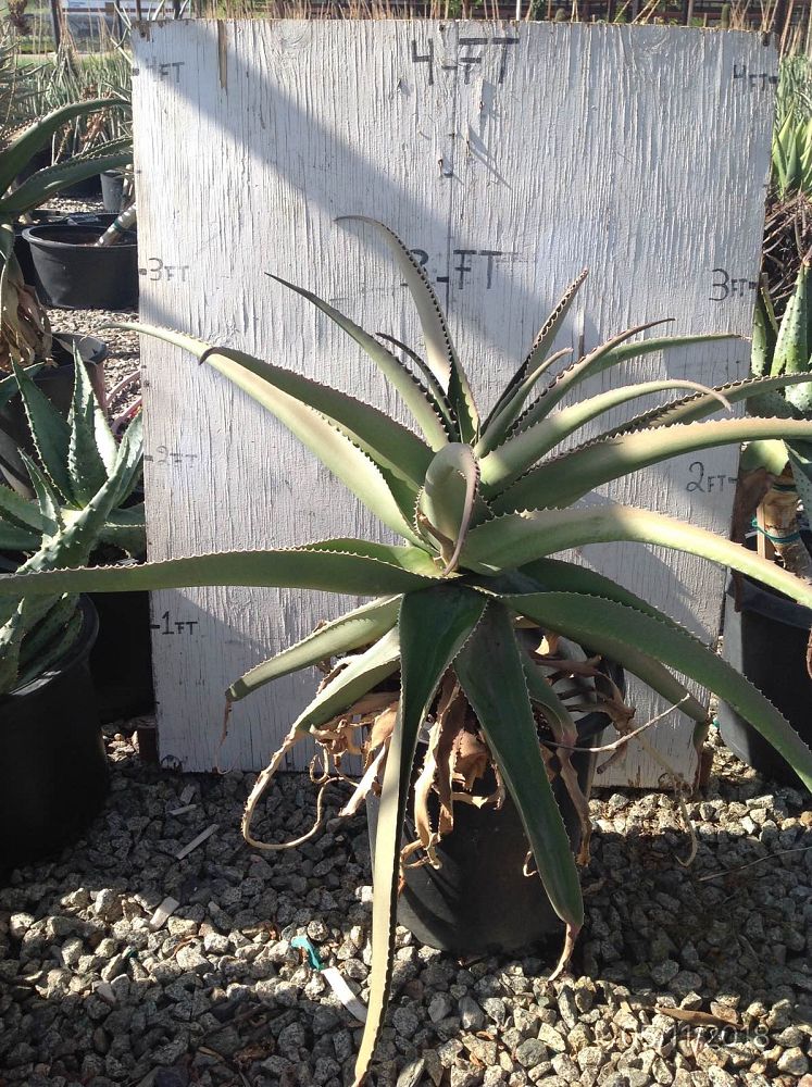 aloe-barberae-x-vaombe-goliath