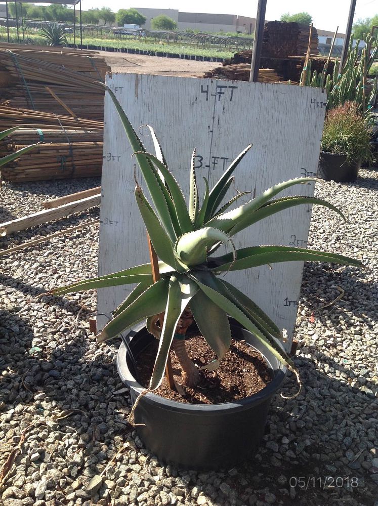 aloe-barberae-x-vaombe-goliath