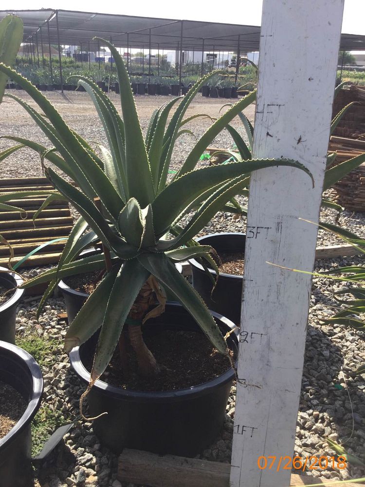 aloe-barberae-x-vaombe-goliath