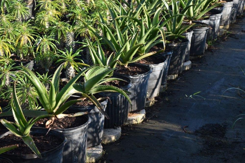 aloe-barberae-x-vaombe-goliath
