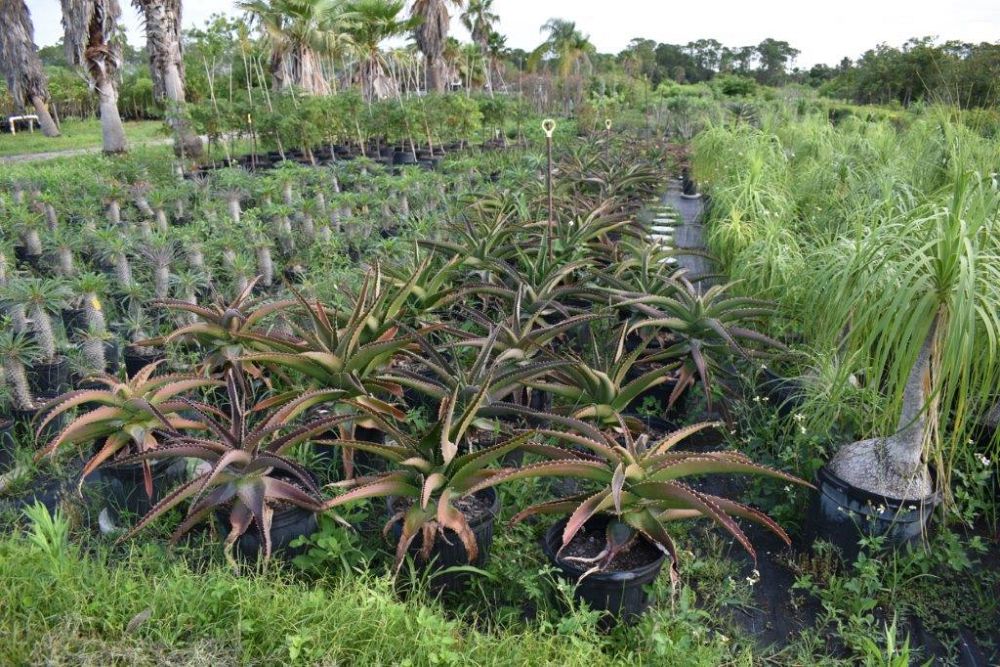 aloe-barberae-x-vaombe-goliath