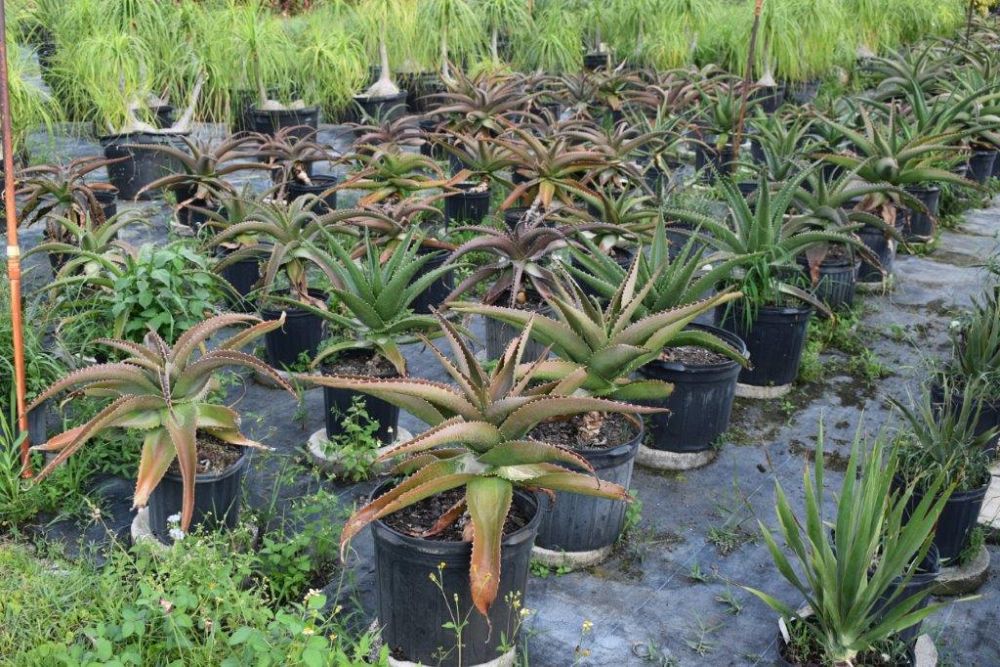 aloe-barberae-x-vaombe-goliath