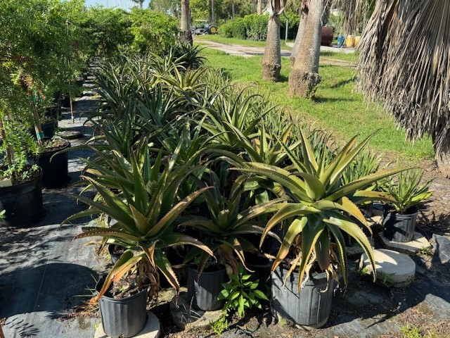 aloe-barberae-x-vaombe-goliath