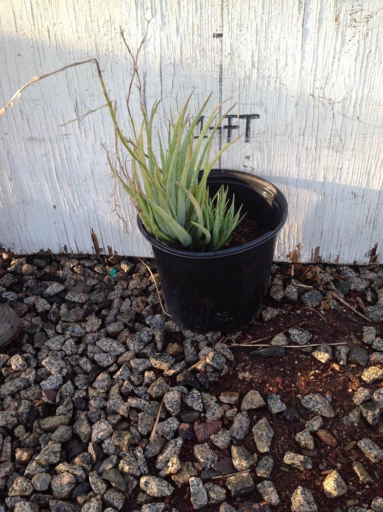 Arizona WholeSale Growers